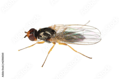 Adult Carrot root fly, Chamaepsila rosae called also Psila rosa. Side and from top view, isolated on white background. © Tomasz