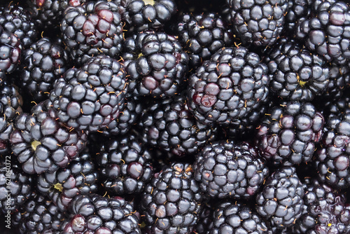 creative idea for the background. blackberry berries close-up