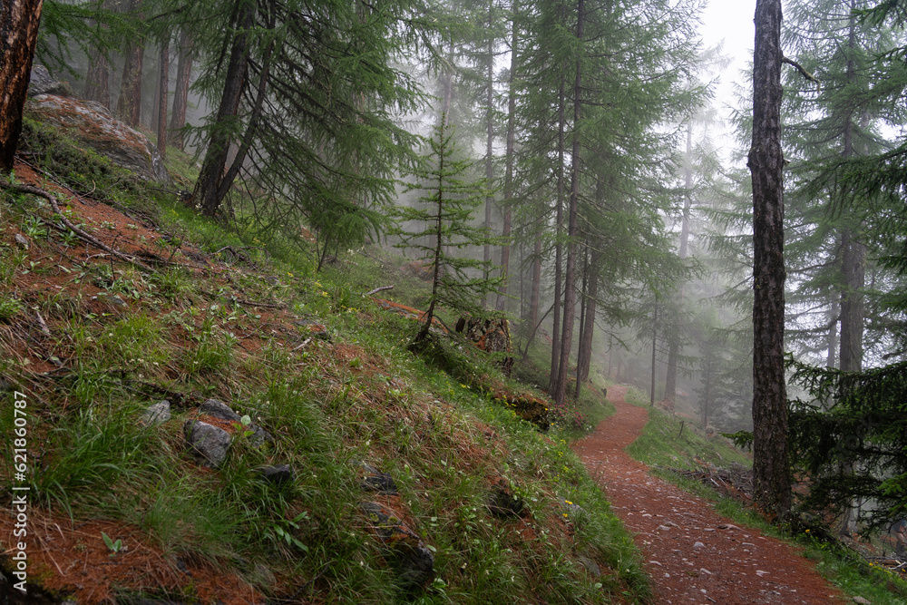 Fototapeta premium Chemin pédestre dans les Alpes qui sillonne les mélèzes dans la brume matinale.