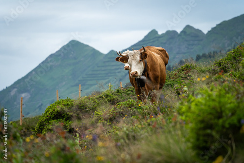 Vache brune et blanche à l'alpage pour l'été en Suisse avec des montagnes en arrière plan