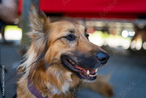 Gros plan sur la tête d'un chien