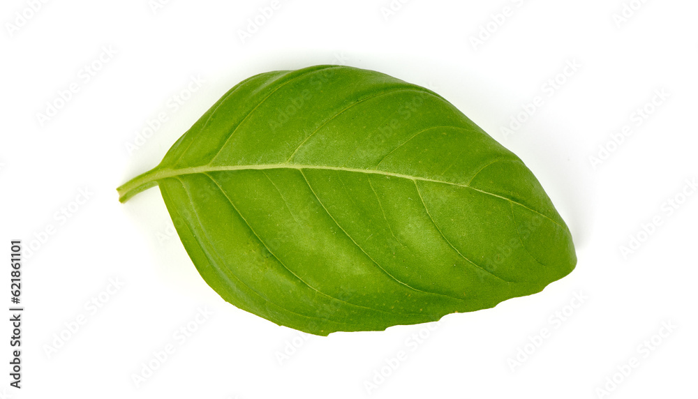 Obraz premium Basil leaves, close-up, isolated on white background.