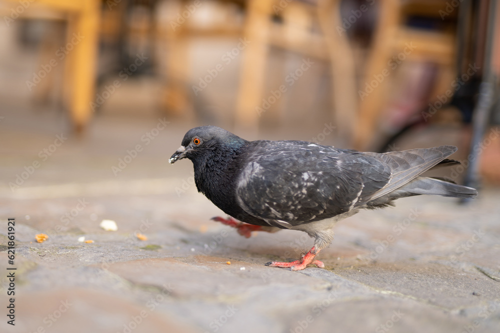 close up of beautiful city pigeon with blurred background close up of beautiful city pigeon with blurred background