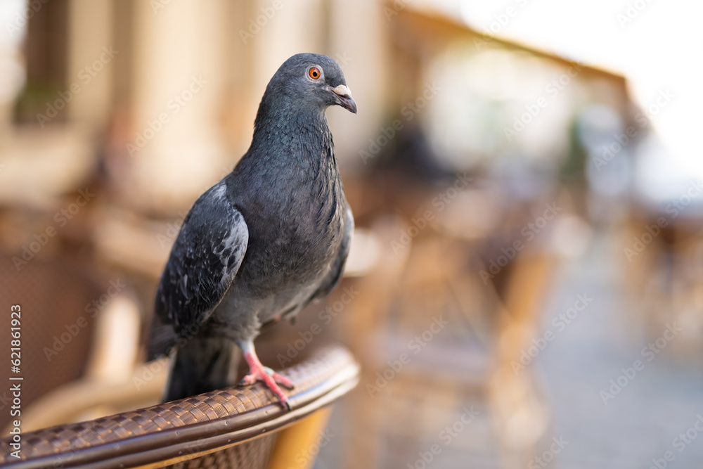 close up of beautiful city pigeon with blurred background close up of beautiful city pigeon with blurred background