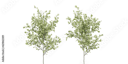 isolated tree and plant on transparent background