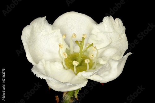 Hairy Cockspurthorn (Crataegus submollis). Flower Closeup photo