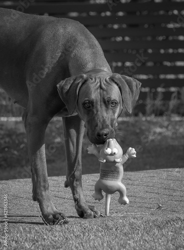 Rhodesian ridgeback summer vibes