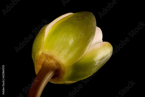 Obraz na plátně White Water-Lily (Nymphaea alba). Opening Flower Closeup