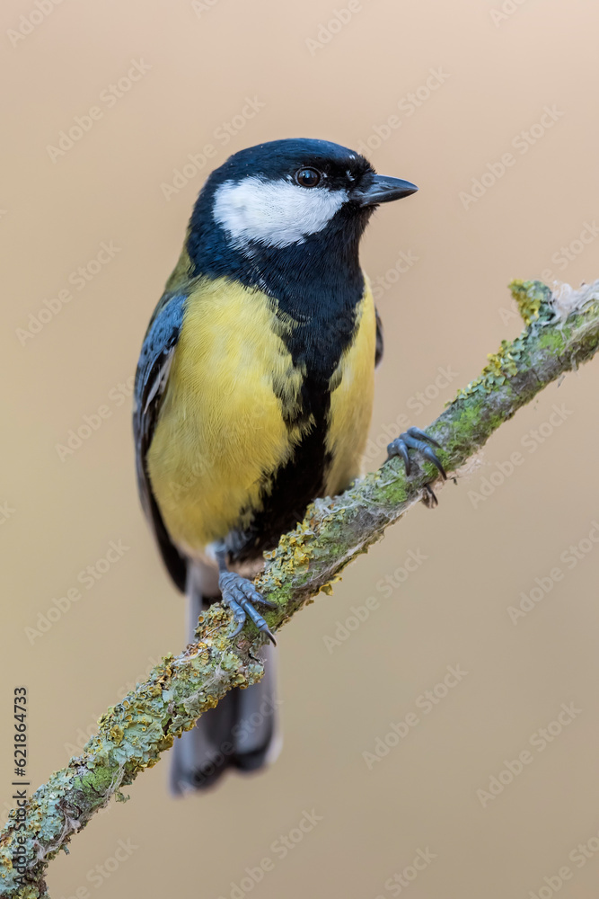 Great tit (Parus major) in the wild Great tit (Parus major) in the wild