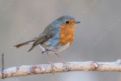 European robin (Erithacus rubecula) in the wild