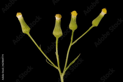 Groundsel (Senecio vulgaris). Synflorescence Closeup photo