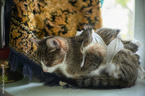 The cat is recovering. Bandage worn after surgery. Save the animals. Creature.