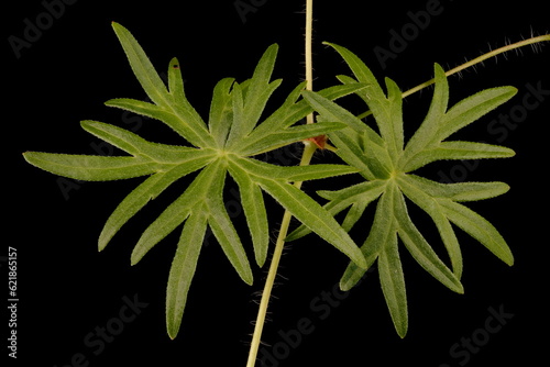 Bloody Crane's-Bill (Geranium sanguineum). Leaves Closeup photo