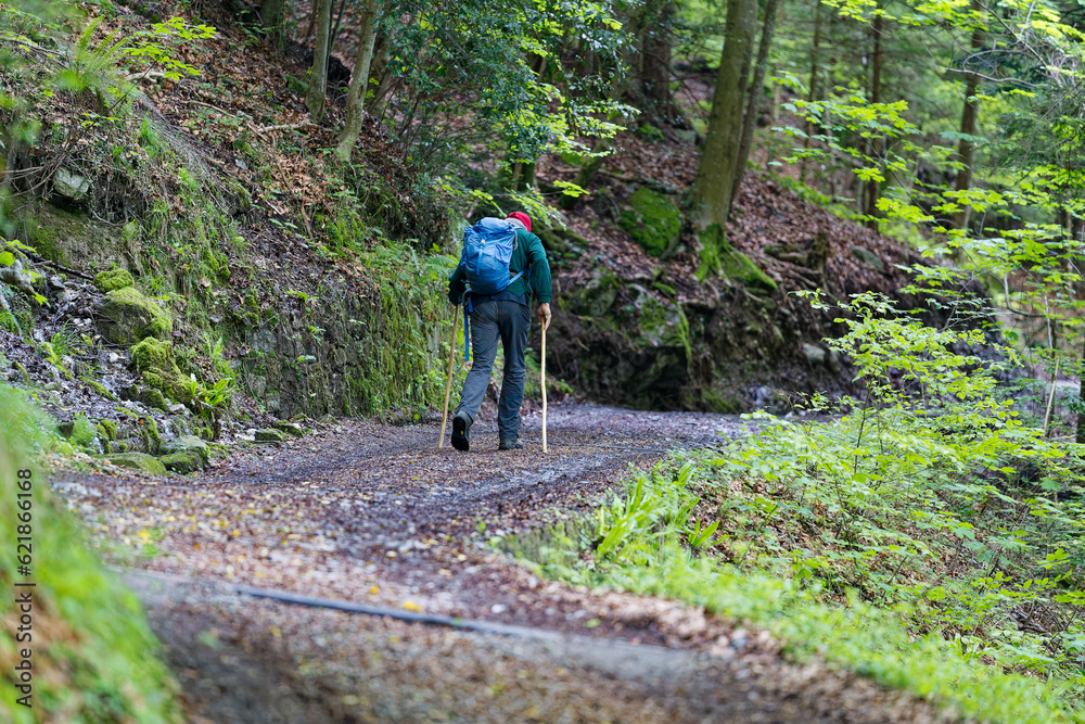 Swiss path hiking trail with rear view of senior male hiker with sticks on a cloudy spring day on the to Swiss village Seelisberg. Photo taken May 18th, 2023, Seelisberg, Canton Uri, Switzerland. Swiss path hiking trail with rear view of senior male hiker with sticks on a cloudy spring day on the to Swiss village Seelisberg. Photo taken May 18th, 2023, Seelisberg, Canton Uri, Switzerland.