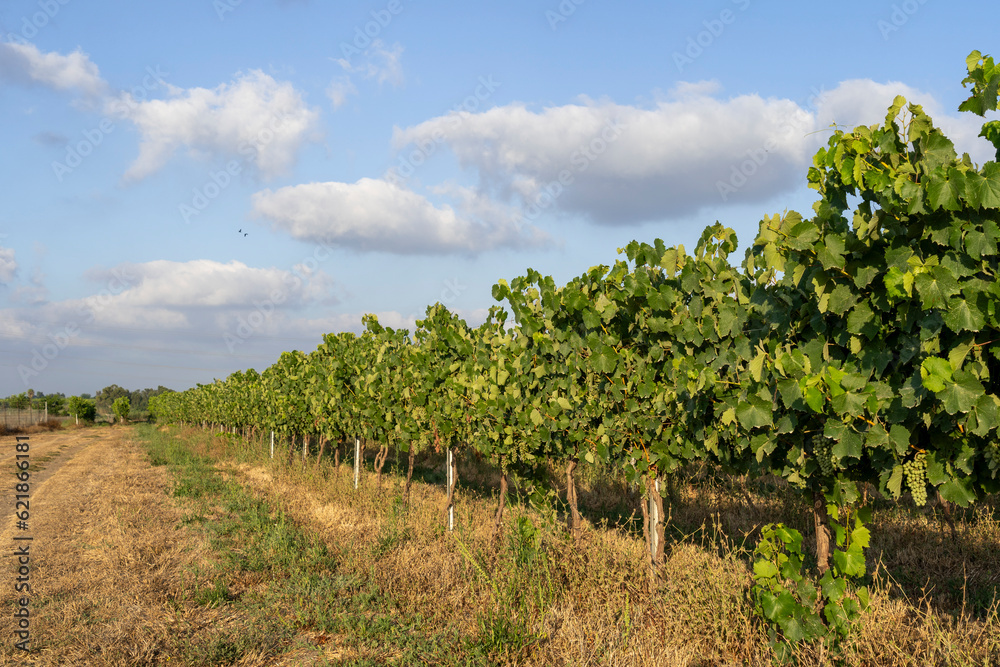 Green grape vineyard for the wine industry
