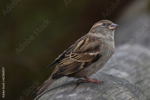close up sparrow sat on branch detailed face British wildlife bird avian