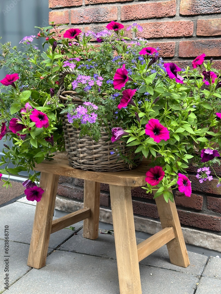 Petunia flowers in a wicker basket on a wooden chair at the entrance house. Brick wall on the background 