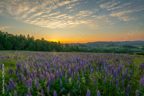 Flowering lupines on a mountain meadow during sunrise © Mike Mareen