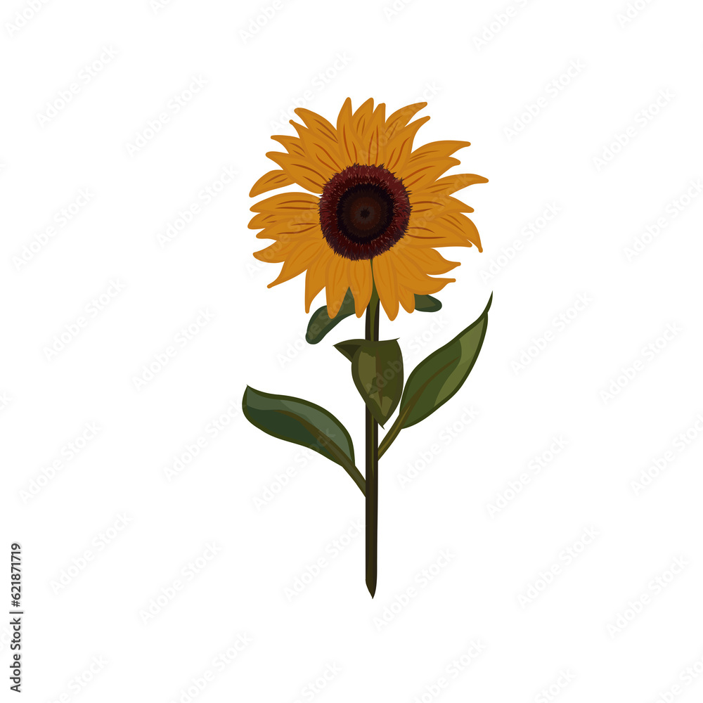 Fototapeta premium sunflower isolated on white