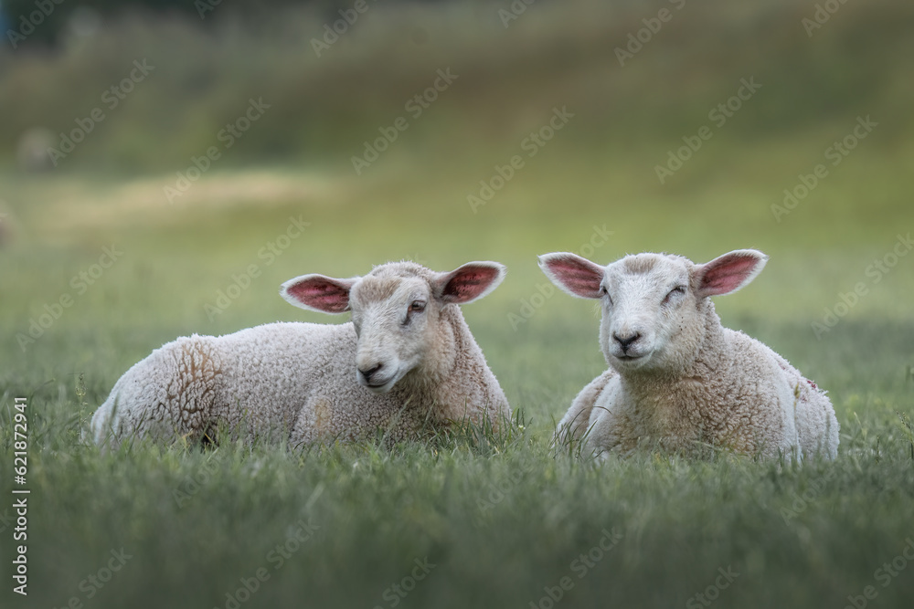 two sheep are lying in a field on the green tall grass two sheep are lying in a field on the green tall grass