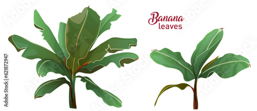 Two young Banana trees in Indian garden. Green, bushy tropical plants with fresh crispy leaves isolated on white background. Realistic vector digital botanical illustration in watercolor style
