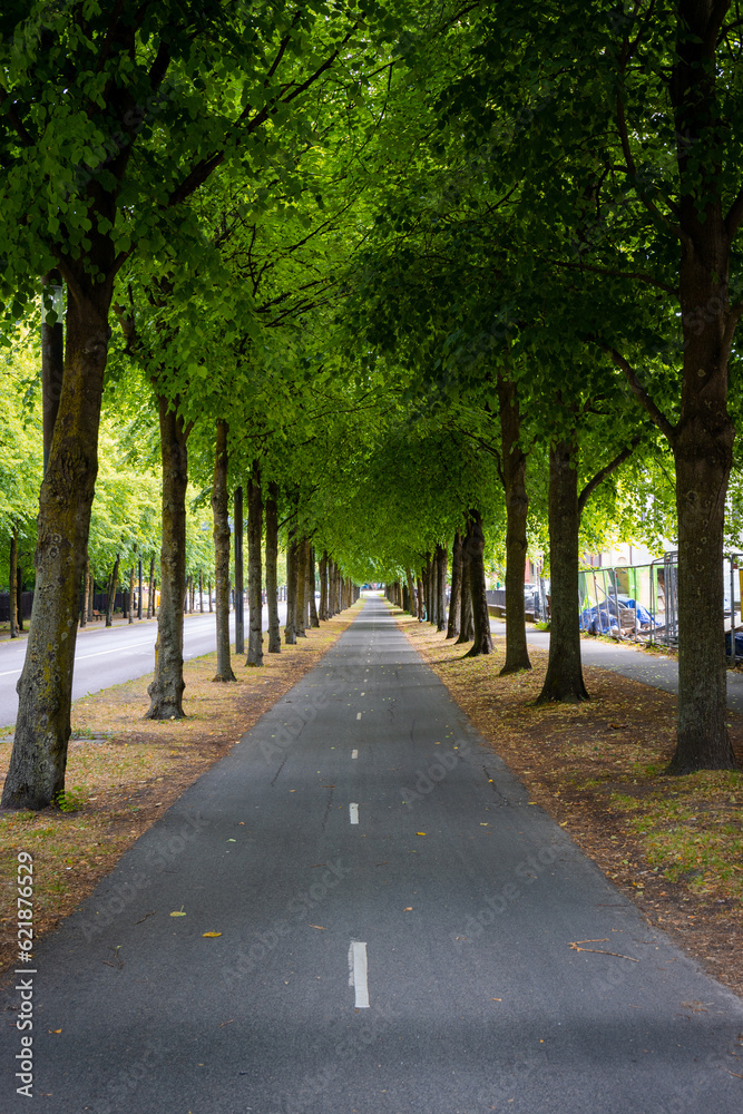 Beautiful line of trees covering the street.