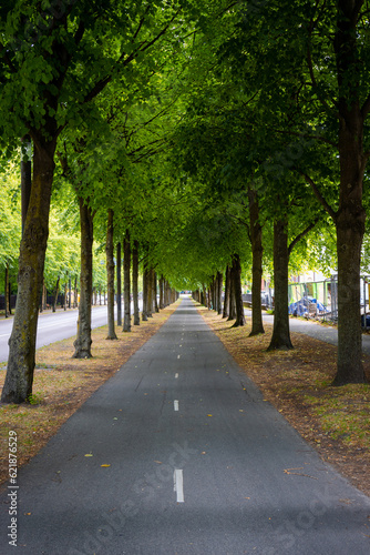 Fototapeta Naklejka Na Ścianę i Meble -  Beautiful line of trees covering the street.