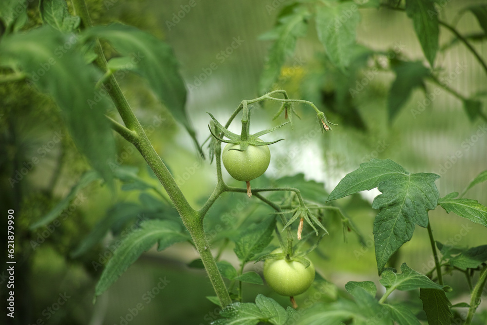 Unripe organic green tomatoes growing in a greenhouse Unripe organic green tomatoes growing in a greenhouse