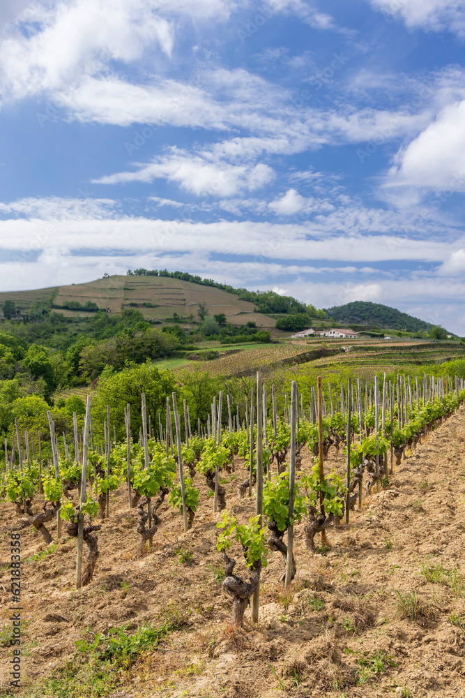 Grand cru vineyard, Tain l'Hermitage, Rhone-Alpes, France