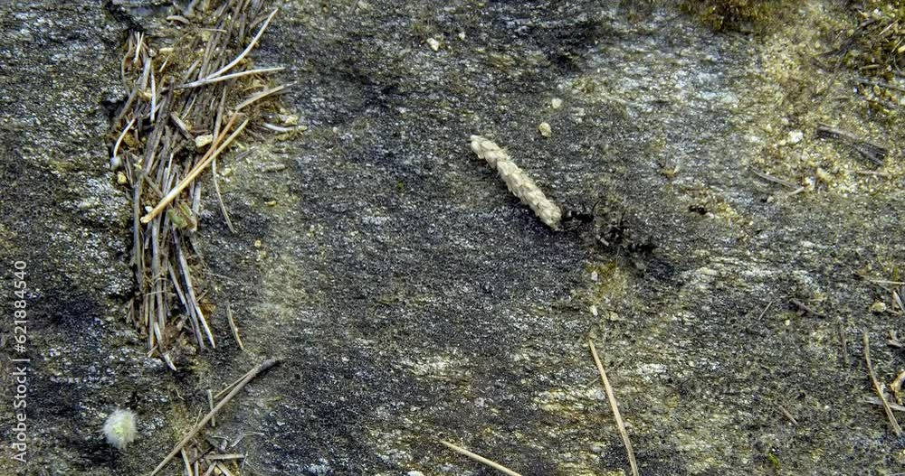 Ant carrying a stalk of grass seeds on a rocky ground, other ants with lighter loads on the same trail, camera follows the ant from above Ant carrying a stalk of grass seeds on a rocky ground, other ants with lighter loads on the same trail, camera follows the ant from above