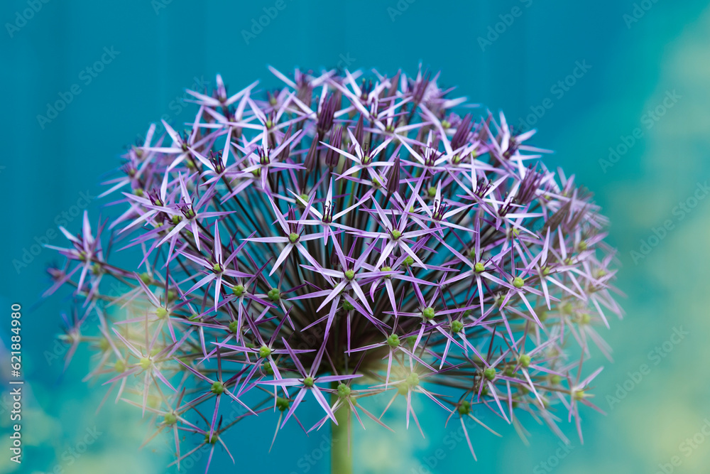 Purple allium flower with blue background - obrazy, fototapety, plakaty 