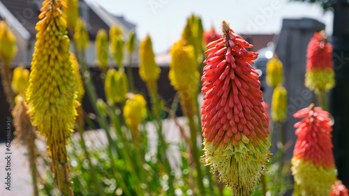 Yellow and red hot poker flowers in garden. Kniphofia uvaria tritomea or torch lily flower. The red blooms attract bees photo