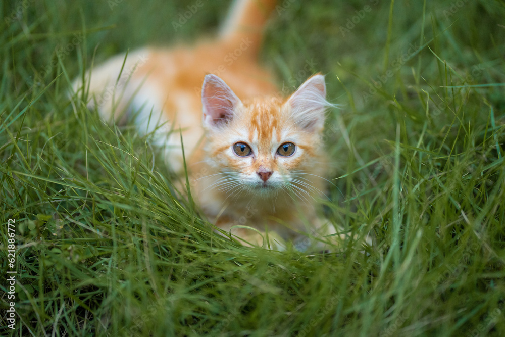 Orange Kitten sit in backyard and looking to the sky