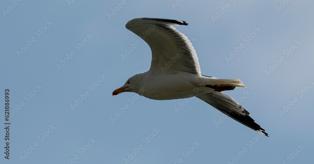 Isolated close up portrait of a single flying Armenian seagull in the wild- Armenia