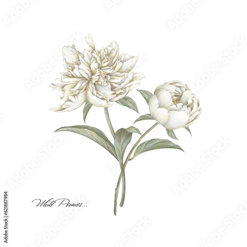 White blooming peony illustration. Beige cream flower. Hand drawing floral image.