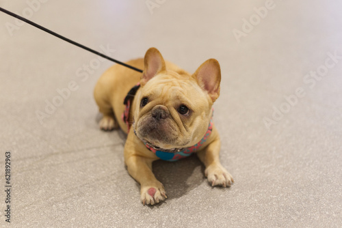 puppy pug dog with dog leash on the floor in the pet expo with people foots © BloodysAlice