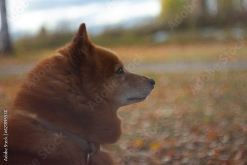 Cute Finnish spitz photo