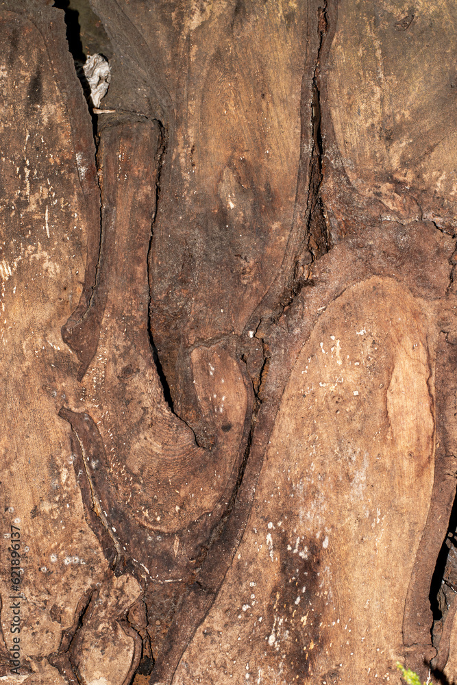 Obraz premium Contoured wood texture background surface