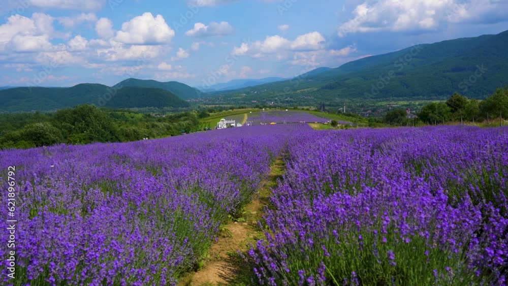 Field of lavender. Lavender farm. Beautiful purple flowers at sunset. Sustainable, regional organic cultivation Field of lavender. Lavender farm. Beautiful purple flowers at sunset. Sustainable, regional organic cultivation