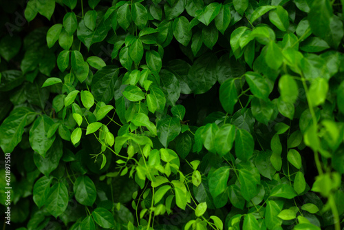 Green Leaves Soft Close Background