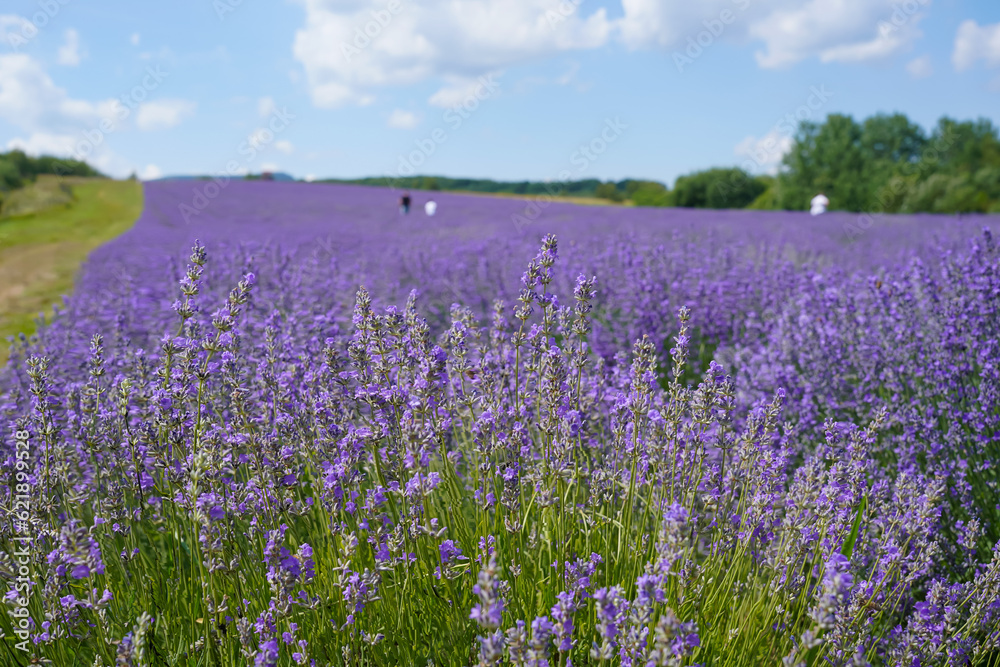 Lavender flowers on blooming field with little bee