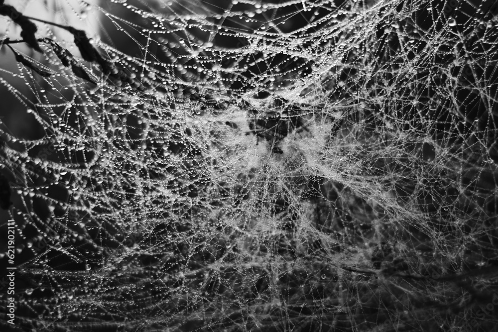 The bush is densely and thickly entangled in cobwebs, the spider worked for a long time and its entire web turned into chaos, morning dew glistens on the threads of the cobweb, natural abstraction