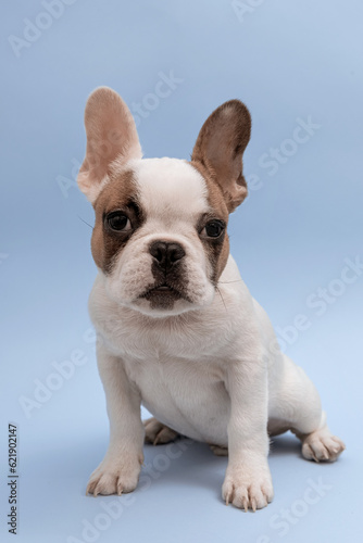 Studio shot of a lovely French Bulldog looking at the camera and sitting on blue background. French Bulldog puppy 3 months old © AstiMak
