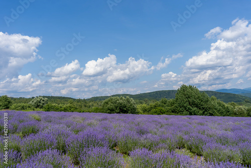 Beautiful lavender field with long purple rows. fluffy clouds