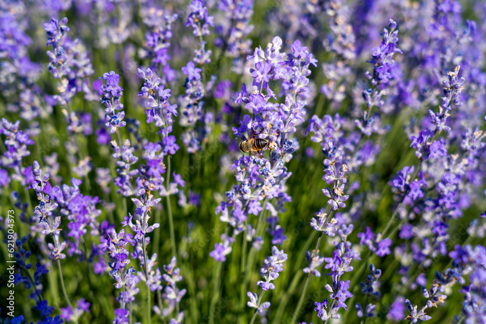 Lavender flowers on blooming field with little bee Lavender flowers on blooming field with little bee
