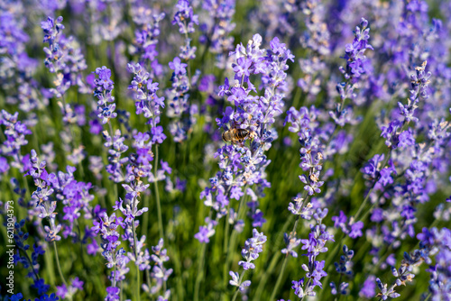 Lavender flowers on blooming field with little bee