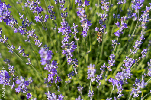 Lavender flowers on blooming field with little bee