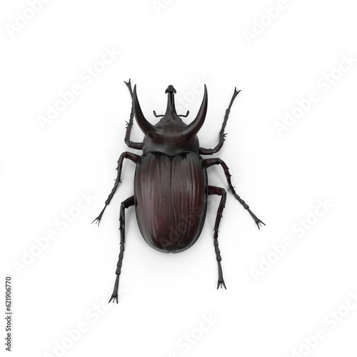 Unicorn beetle (Eupatorus graciliconis) rhinoceros beetle photo