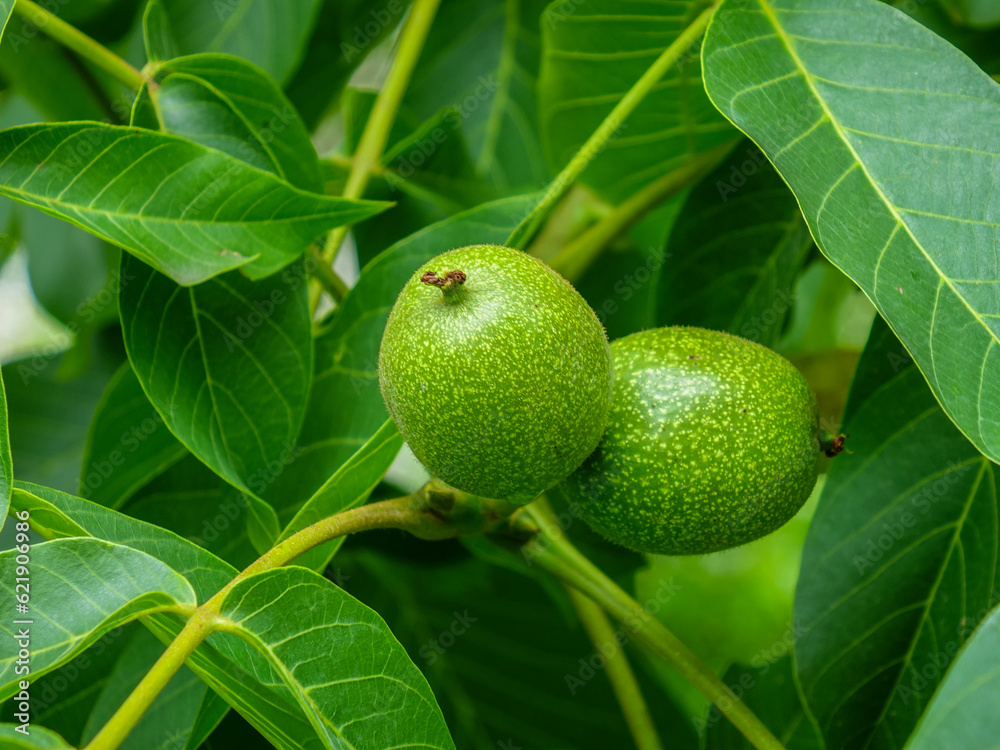 Branches with unripe green walnuts on the tree, illuminated by the sun, background
Branches with unripe green walnuts on the tree, illuminated by the sun, background