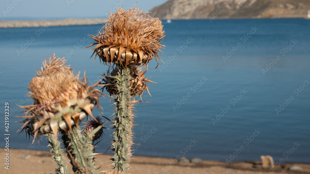 Obraz premium Dried flower heads of wild artichoke in summer by the sea in Gokceada, Canakkale, Turkey